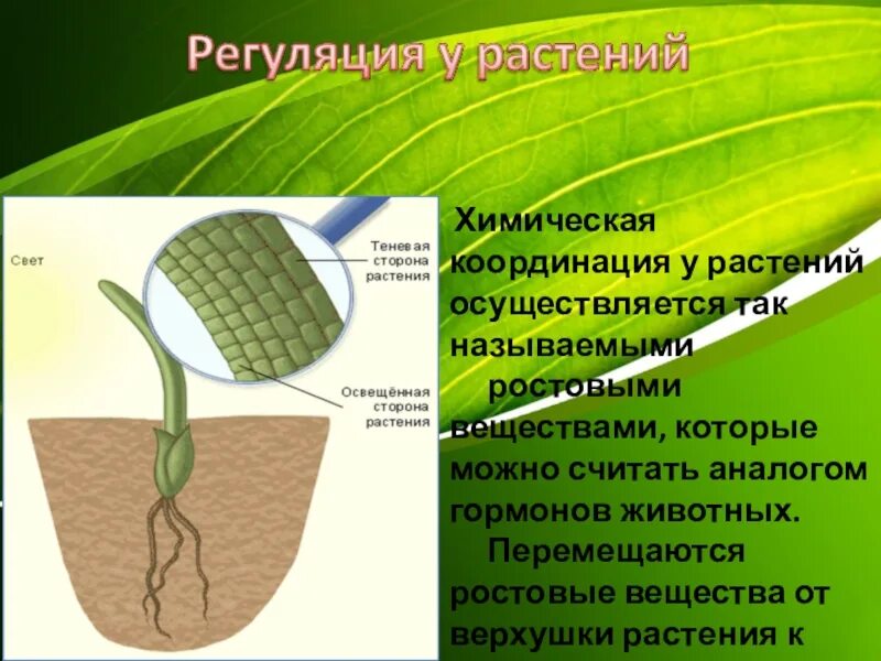 В чем особенность процесса роста у растений. Регуляция у растений. Регуляция функций у растений. Координация растений. Координация и регуляция у растений.