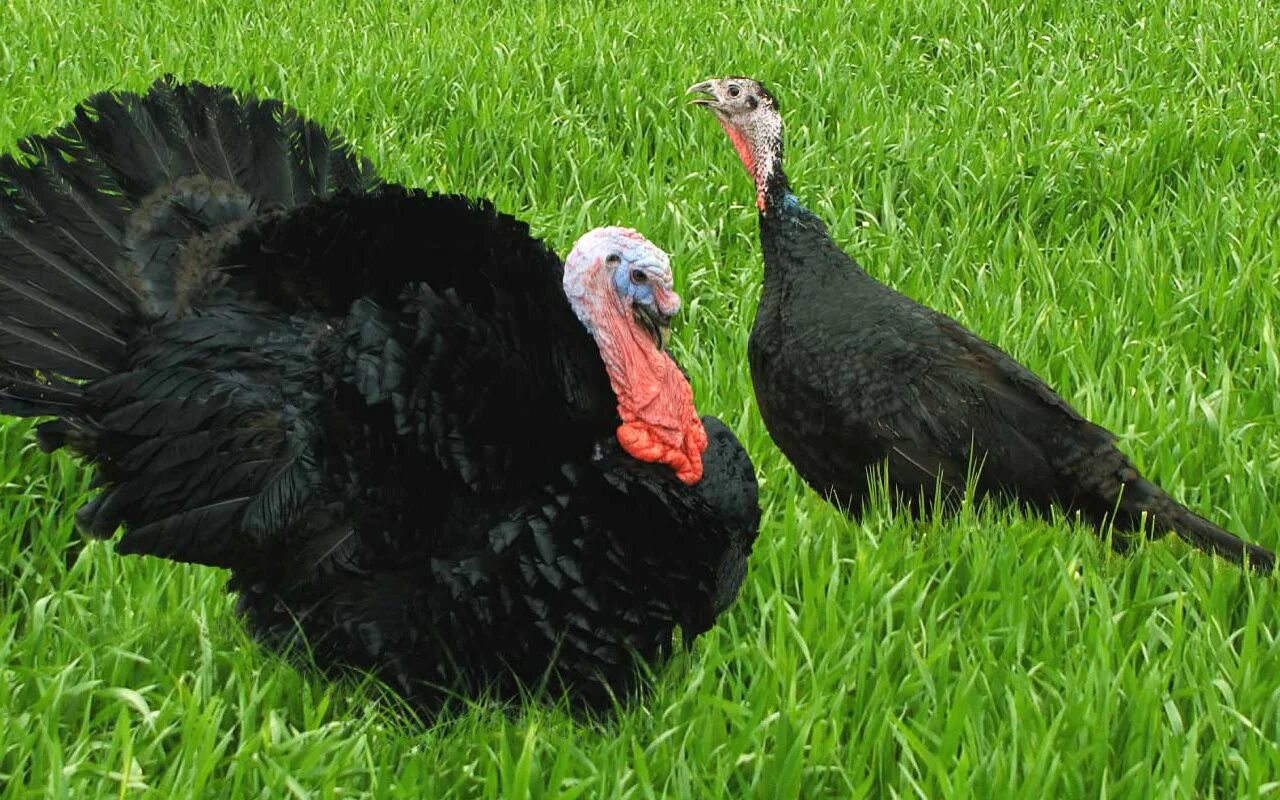 Тихорецкая порода индюков. Черная тихорецкая индейка. Черные индюки порода. Норфолкская чёрная индейка. Тихорецкий индюк.