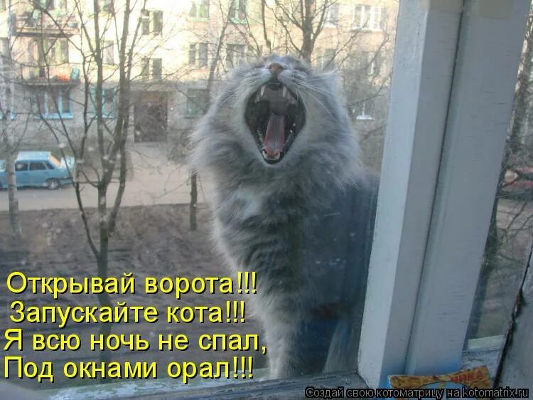 кот юмор. кот пришел домой. приду домой пожру борща посплю. кот идет домой с работы. кот пришел домой.