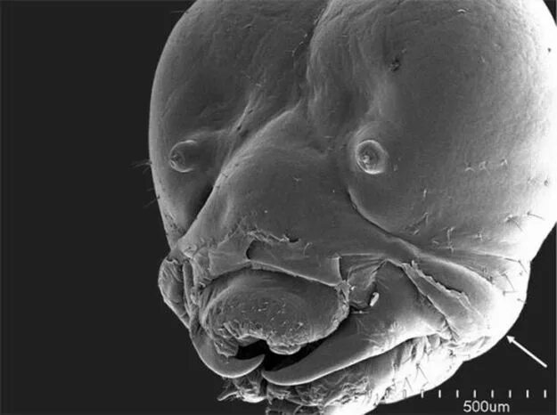 Caterpillar: Things under a microscope, Microscopic photography, Microscopic