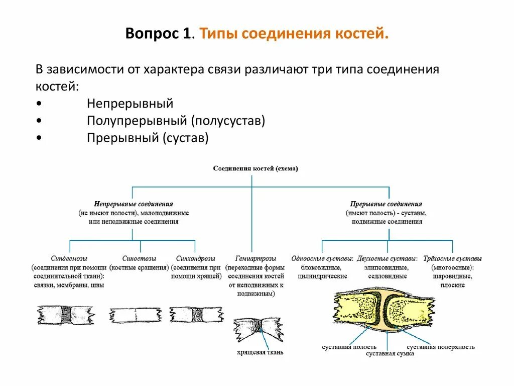 Функции соединения костей. Прерывные и непрерывные соединения костей. Соединение костей непрерывные прерывные полусуставы. Типы непрерывного соединения костей таблица. Прерывные соединения костей таблица.