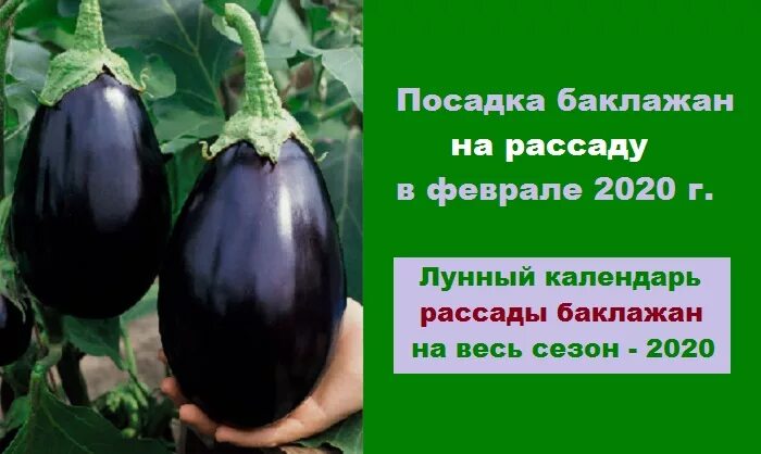 Рассада баклажан. Посев баклажанов на рассаду. Посадка баклажан на рассаду. Вырастить рассаду баклажанов. Когда в марте 2024 года сеять баклажаны