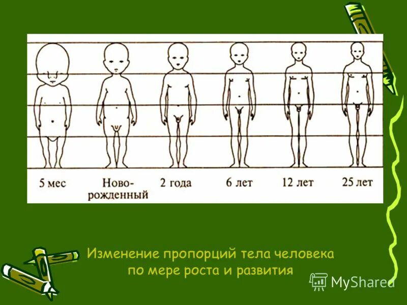 Изменения роста ребенка. Изменение пропорций тела человека. Возрастные изменения пропорций тела. Изменение пропорций человека с возрастом. Изменение пропорций тела с возрастом.