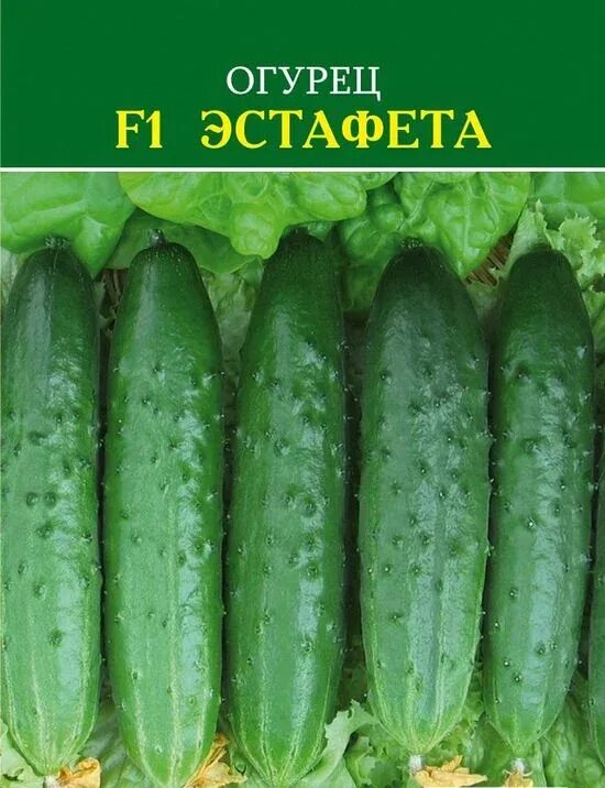 Лучшие сорта огурцов