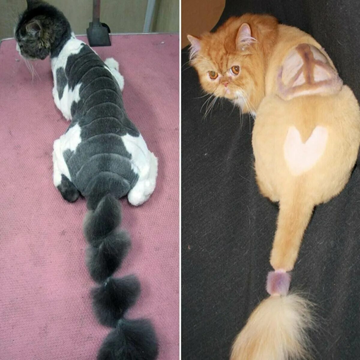 Почему нельзя стричь кошек. Коты с прическами. стрижка кота под хвостом. фигурная стрижка кошек. стриюка кошачьего хвоста.