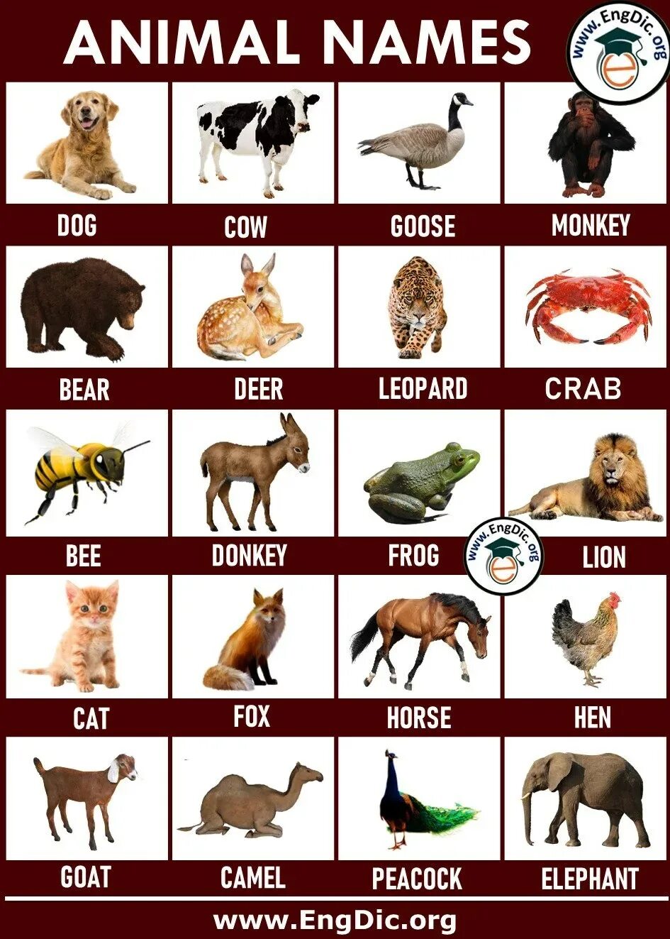 Имя animals. Животные и их имена. Животные с именами. Animals names. Names of animals in English.