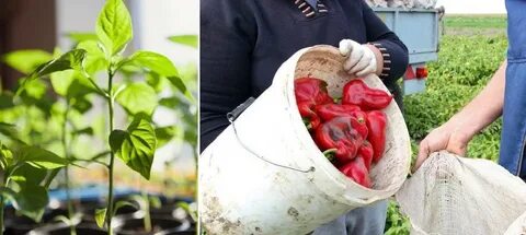 Горю посадить