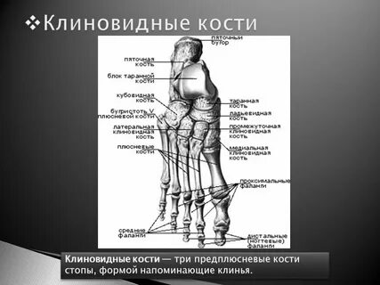 Медиальные кости