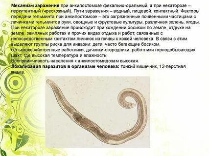 Заражение человека круглыми червями