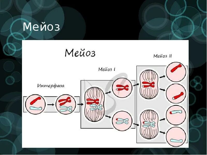 Мейоз. Цикл мейоза. Мейоз растительной клетки. Процесс мейоза.