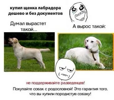 Когда можно будет продать dogs