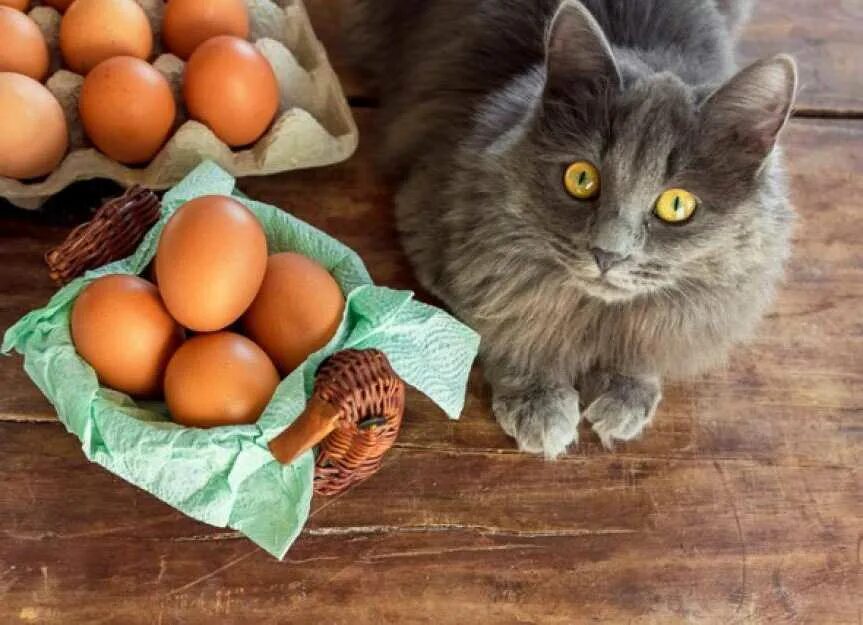 Можно котам сырые яйца. Коты с яйцами. Кот с куриными яйцами. Кот ест яйца вареные.