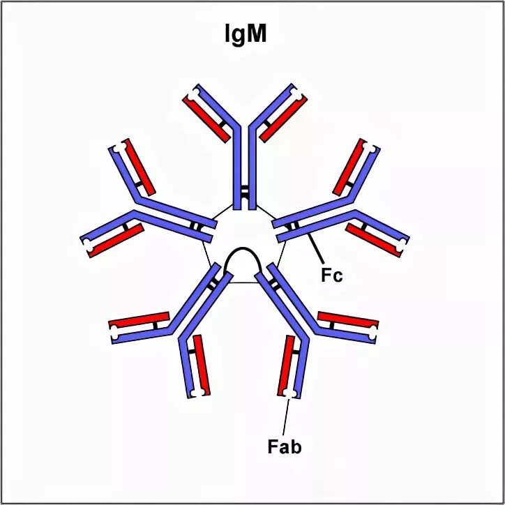 Иммуноглобулины iga igm. IGM строение иммуноглобулина. IGM антитела строение. Иммуноглобулины антитела IGM. Иммуноглобулин m строение.