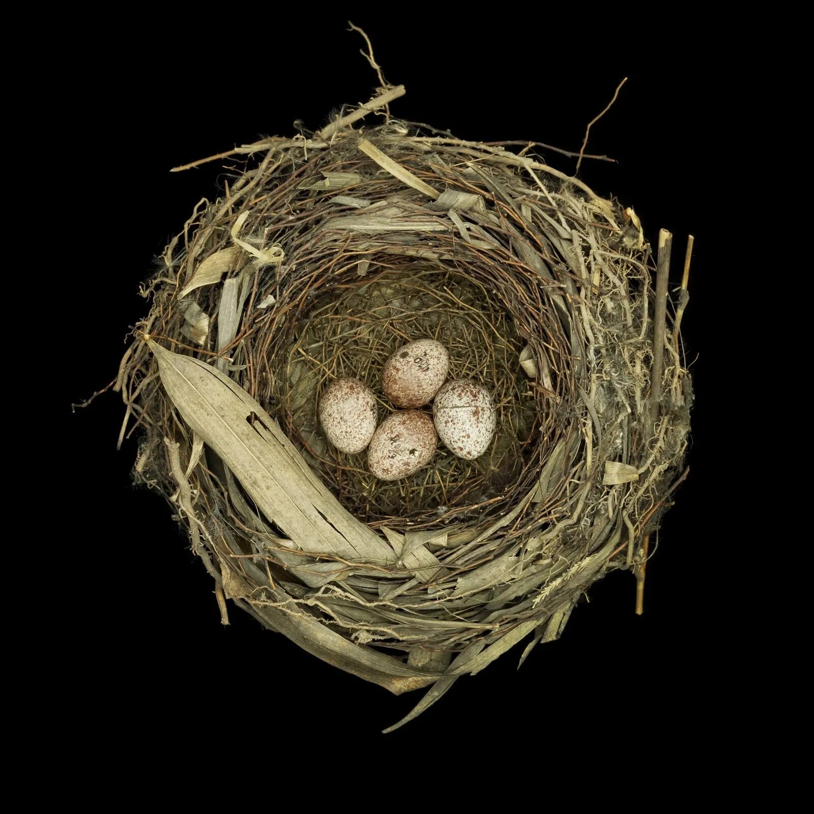 The nest of pea