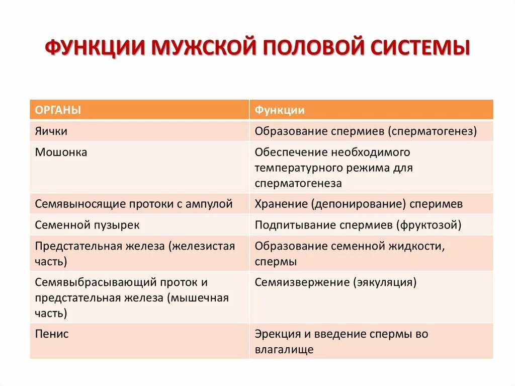 Что такое мужской половой. Функции мужской половой системы. Функции мужской пол.системы. Строение и функции мужской половой системы таблица. Мужские половые органы функции.