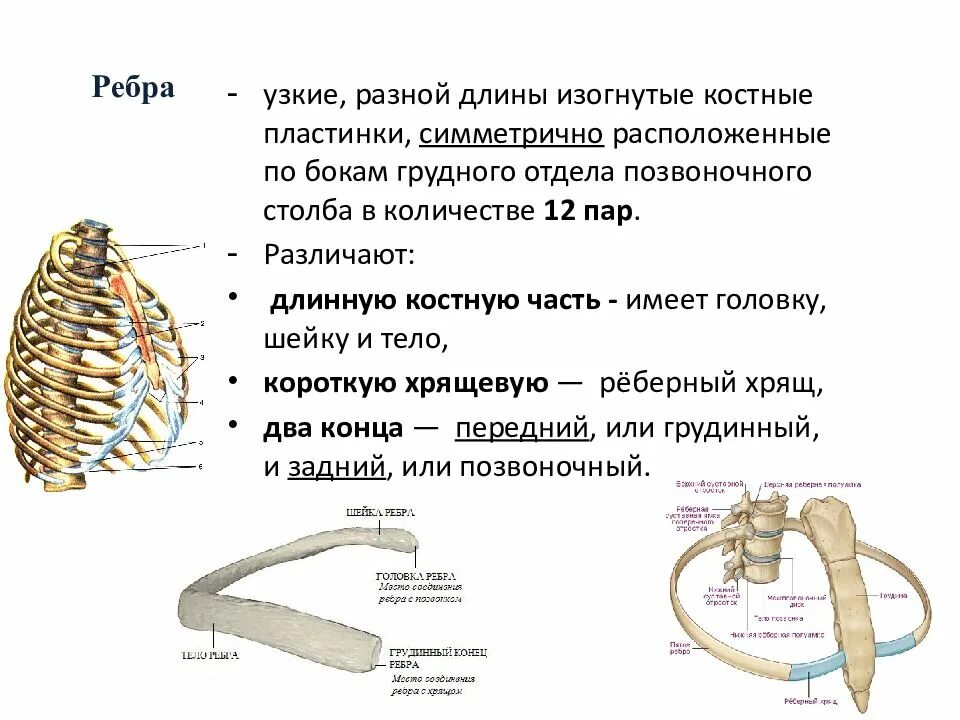 1 Ребро анатомия строение. Строение костного ребра. Ребра вид сбоку анатомия.