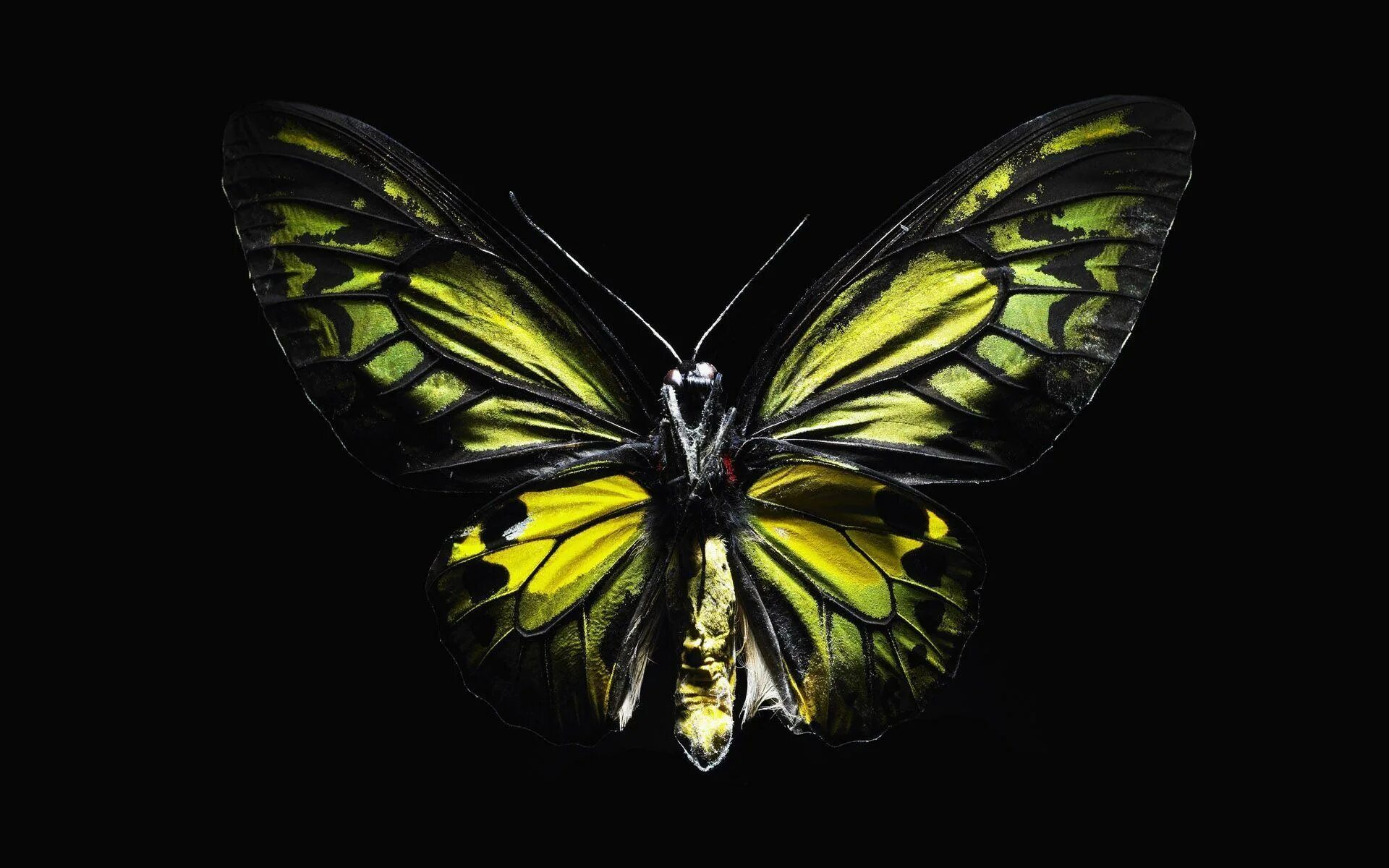 Бабочка черный глянец. Черно золотые бабочки. Черно зеленая бабочка. Черно зеленый фон с бабочками. Желтая бабочка на черном фоне.