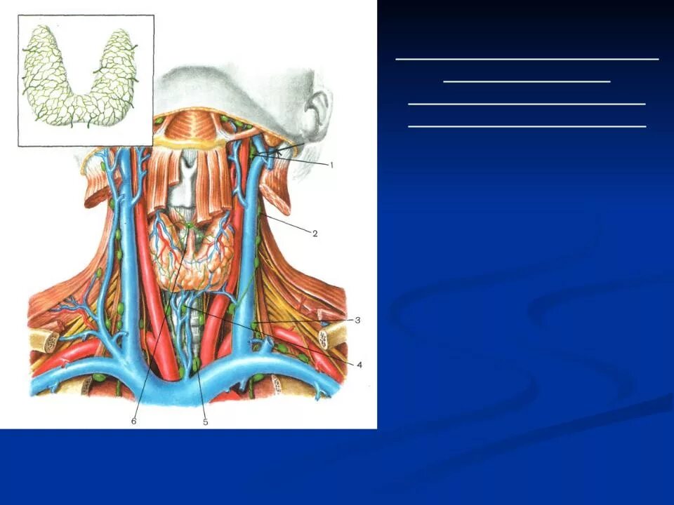 Глубокий лимфатический сосуд. Строение шеи спереди. Лимфоотток щитовидной железы анатомия. Лимфатическая система щитовидной железы анатомия.