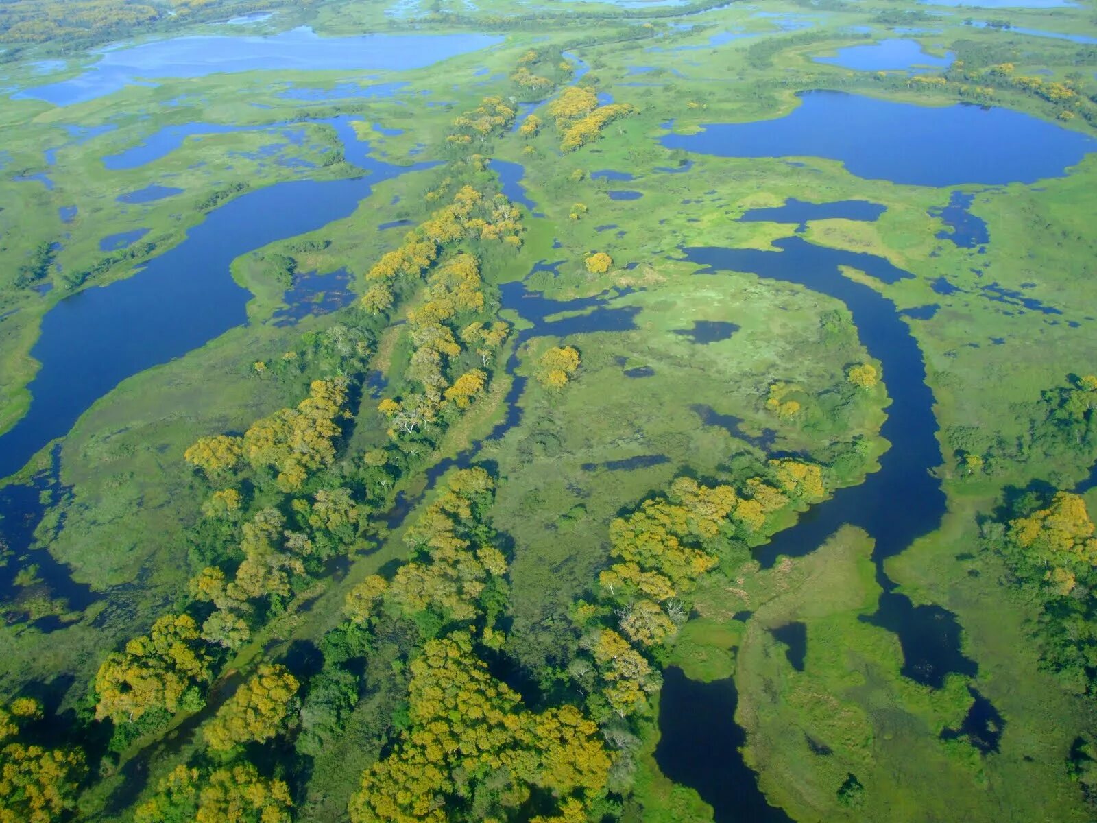 Болото с высоты. Пантанал болото. Пантанал болото территория. Самое большое болото в мире Пантанал. Васюганские болота заповедник.