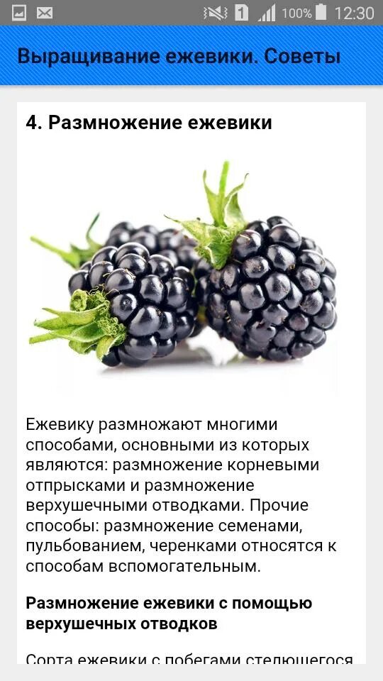 Как хранить ежевику. Выращивание ежевики. витамины в ежевике. как выращивать ежевику. систематика ежевики.