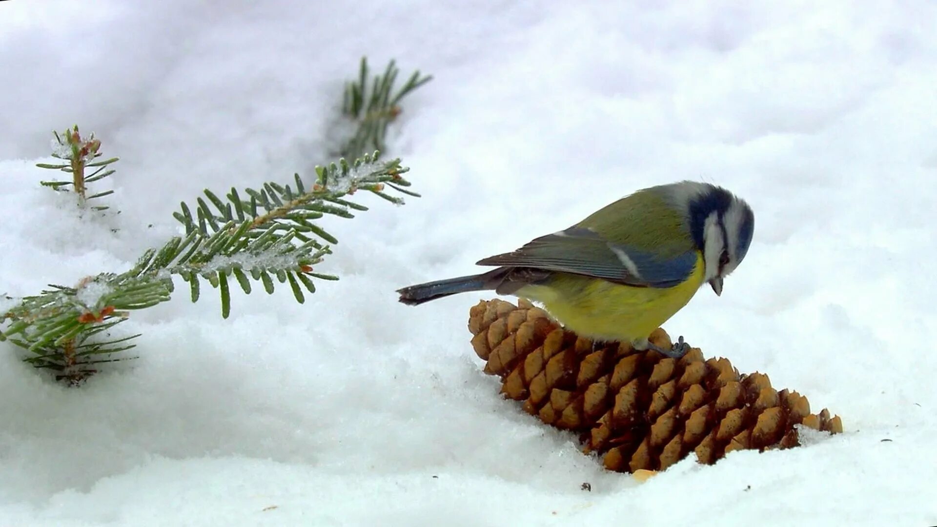 Гнездо лазоревки. Без синиц зимний лес замирает впр. Агафий полухлебник. Синички зимой. Синичка на снегу.