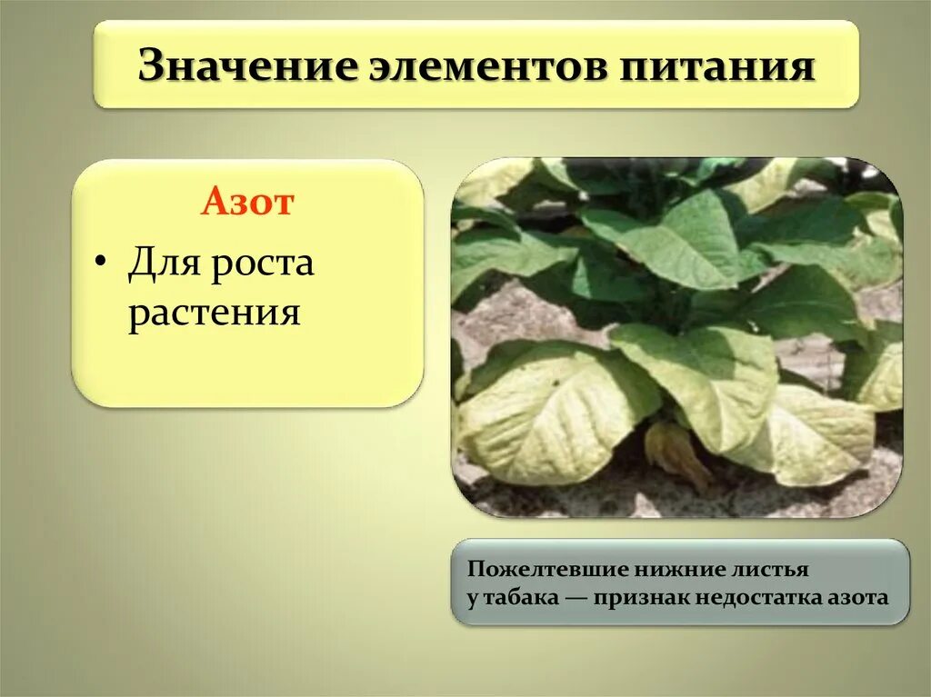 Значение элемента азота. Значение элементов питания. Значение элементов питания азот. Недостаток азота у растений. Питание растений азотом.