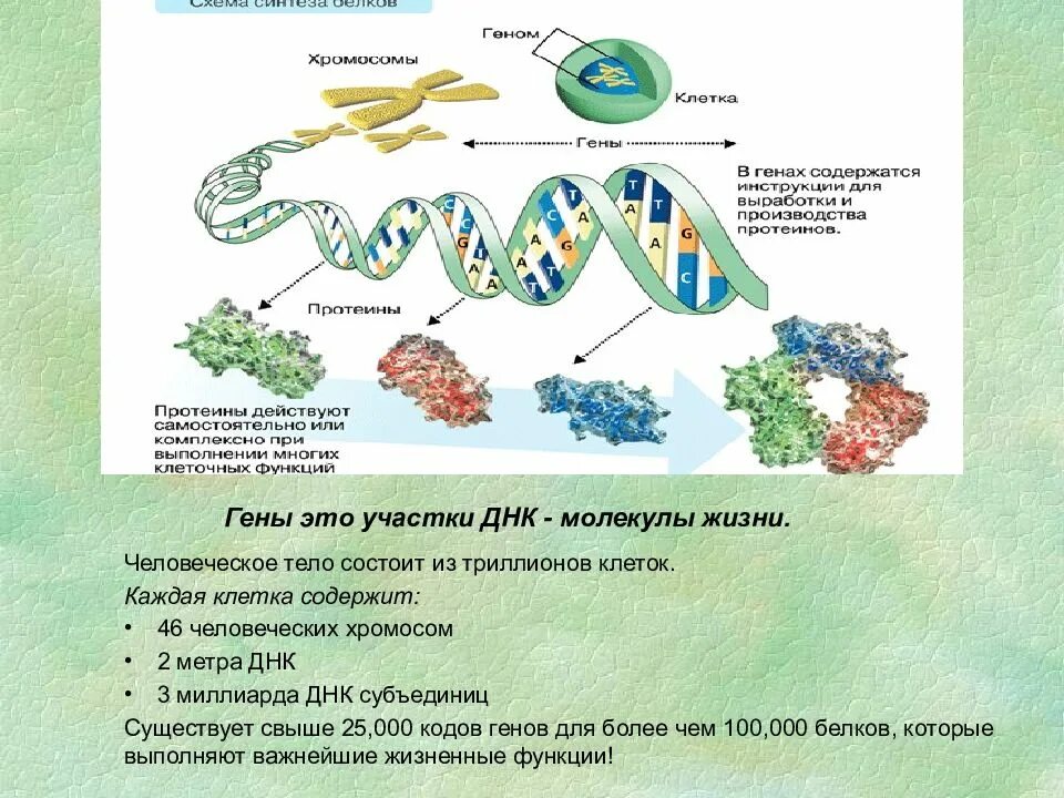 Ген биология 9 класс. Строение генома человека. Из чего состоит ДНК человека. ДНК состоит из клеток. Ген состоит из ДНК.