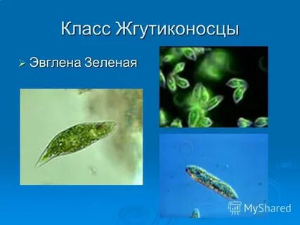 Класс жгутиконосцы размножение