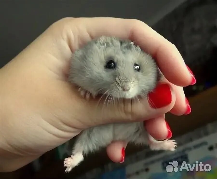 четыре лапы хомяки. хомяк сирийский 4 лапы. клетка для хомяка четыре лапы. 4 лапы хомяки. чита, мкр.