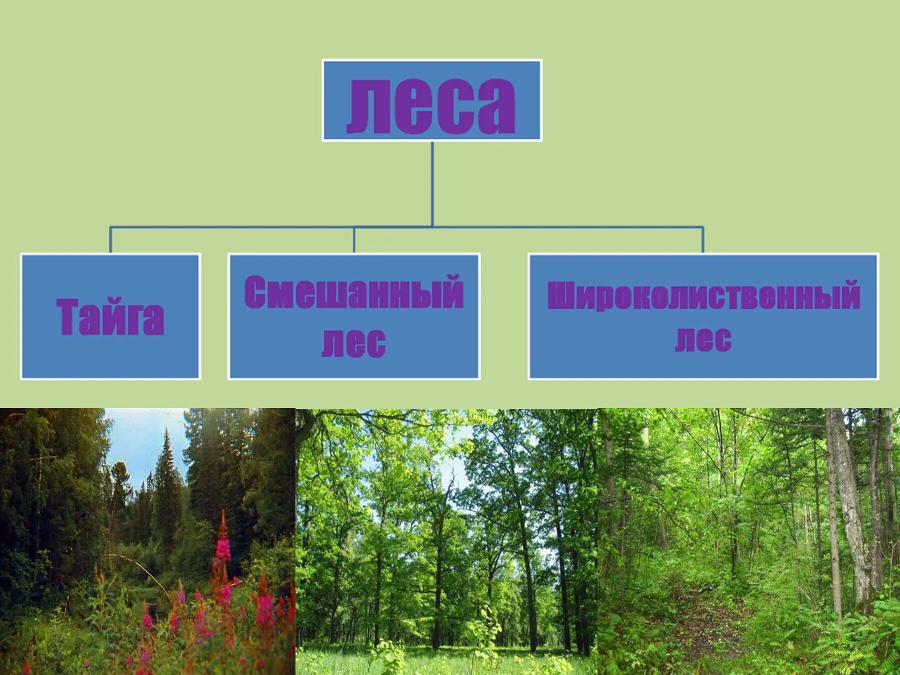 Урок лесная зона. Зона лесов 4 класс. Зоны леса 4 класс. Леса России схема. Лесные зоны презентация.