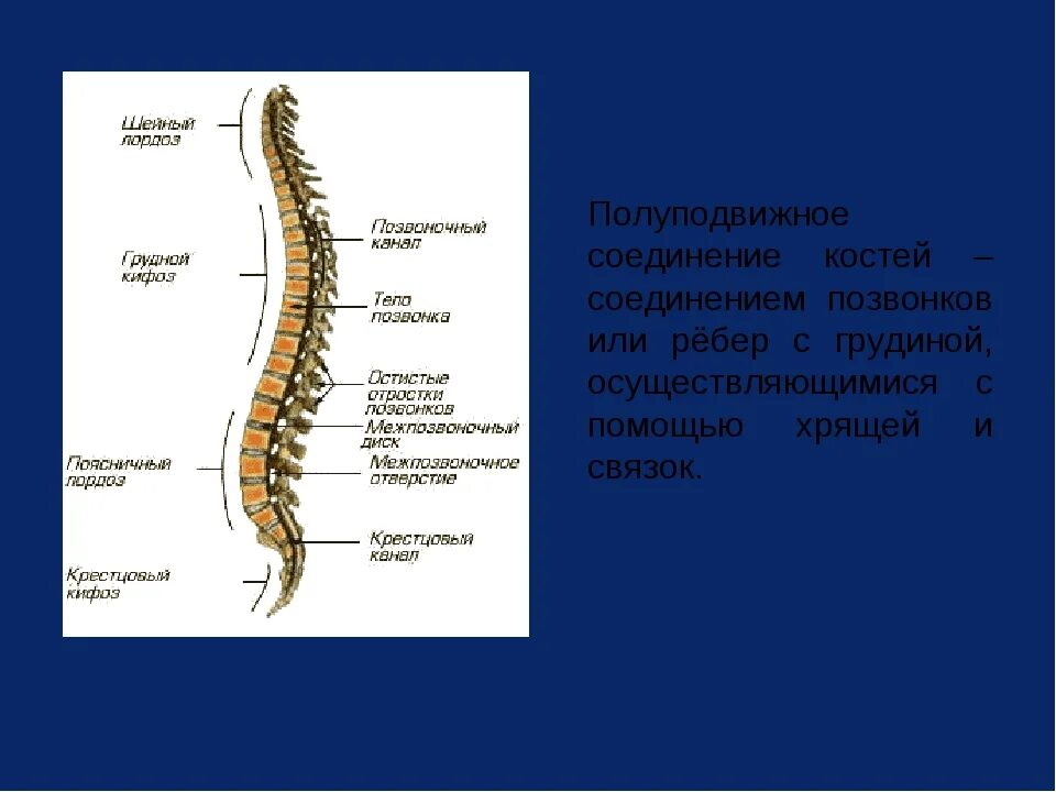 Типы соединения поясничного отдела