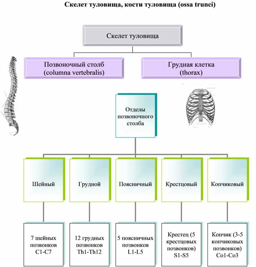 Отделы скелета туловища и характеристика. Строение костей скелета туловища. Схема строения скелета туловища\.