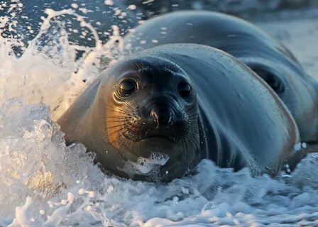 Морской тюлень (98 фото) .
