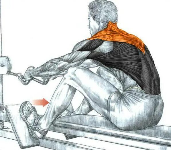 Горизонтальная тяга на спину. Тяга горизонтального блока техника. Тяга горизонтального блока мышцы. Мышцы спины тяга горизонтального блока. Тяга горизонтального блока мышцы задействованы.