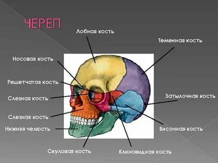 Теменная кость черепа человека