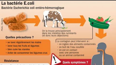 Escherichia coli в моче