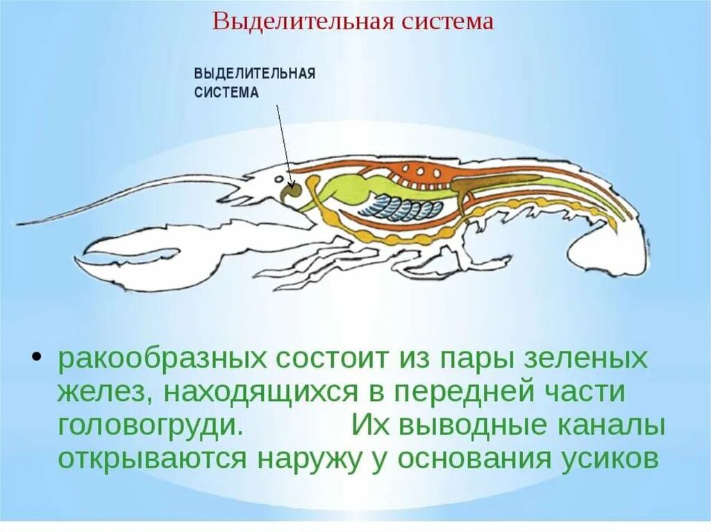 Каким органом дышит речной рак. Выделительная система ракообразных схема. Выделительная система ракообразных. Выделительная система ракообразных 7 класс. Строение выделительной системы ракообразных.