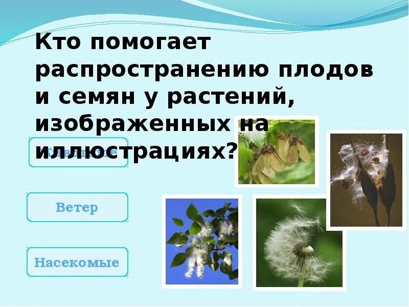 Плоды растений распространяются с помощью животных. Распространение плодов и семян. растения распространяющиеся ветром. распространение семян и плодов растений. растения плоды которых распространяются ветром.
