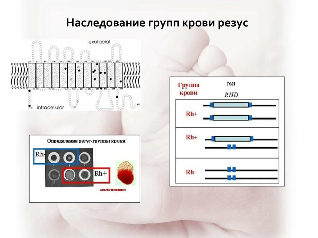 Локализация генов группы крови резус-фактор. Наследование групп крови. Наследование резус фактора. Наследование Резуса.