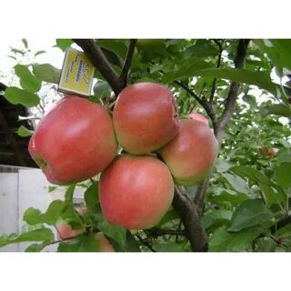 Каталог яблони