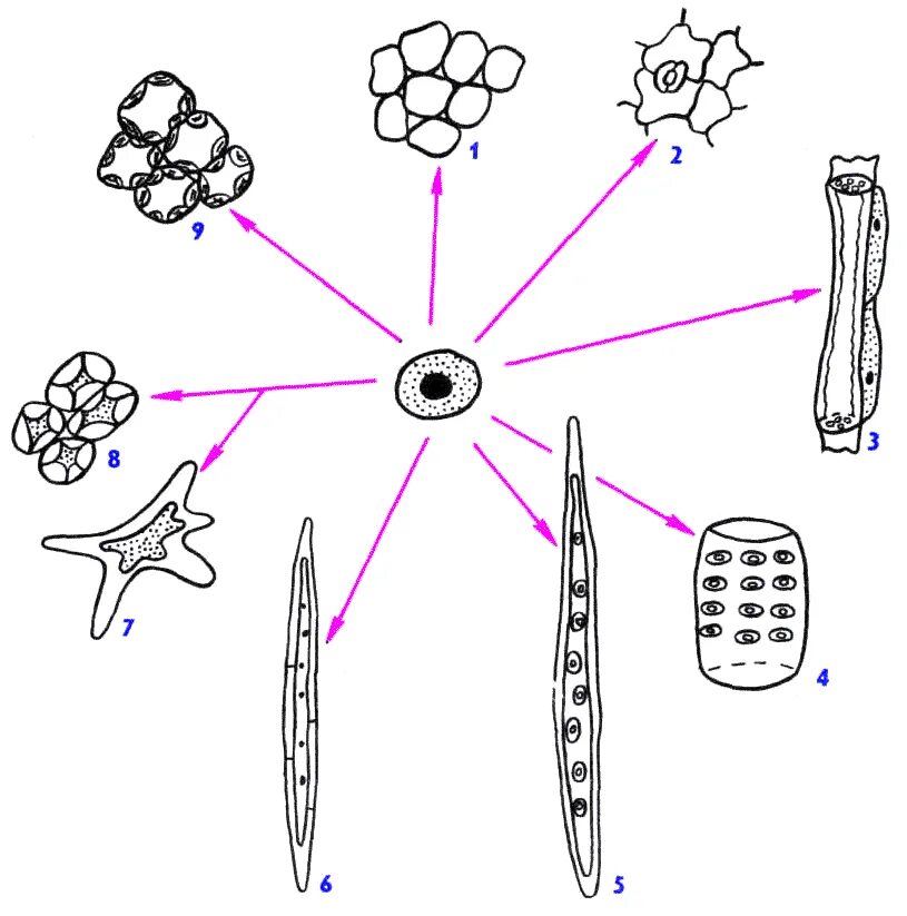 мезенхимальные стволовые клетки дифференцировка. схема активации остеокластов. схема развития и дифференцировка клеток крови. дифференциация стволовых клеток. механизмы половой дифференцировки.