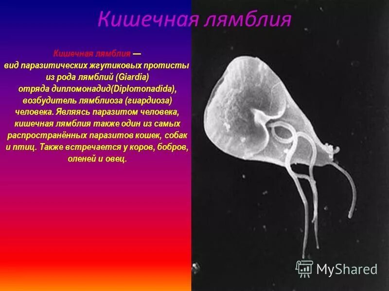 GIARDIA LAMBLIA: CHARACTERISTICS, MORPHOLOGY, LIFE CYCLE - BIOLOGY - 2024