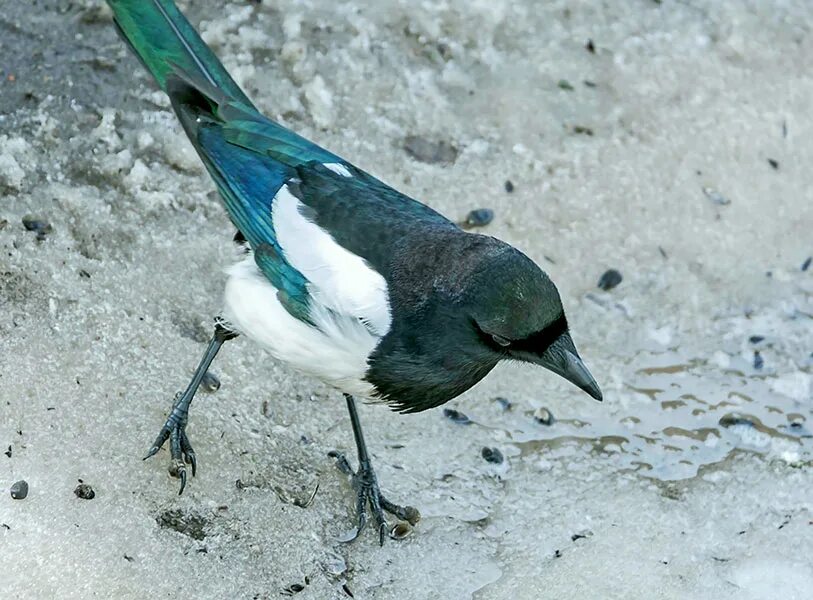 корейка птица. центр птица. 15 птиц. логопедический центр в долгопрудном. соколиный центр мильково камчатка.