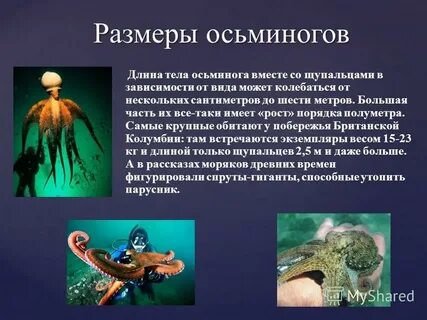 Описание осьминога