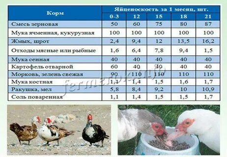 Сколько кормить индоуток