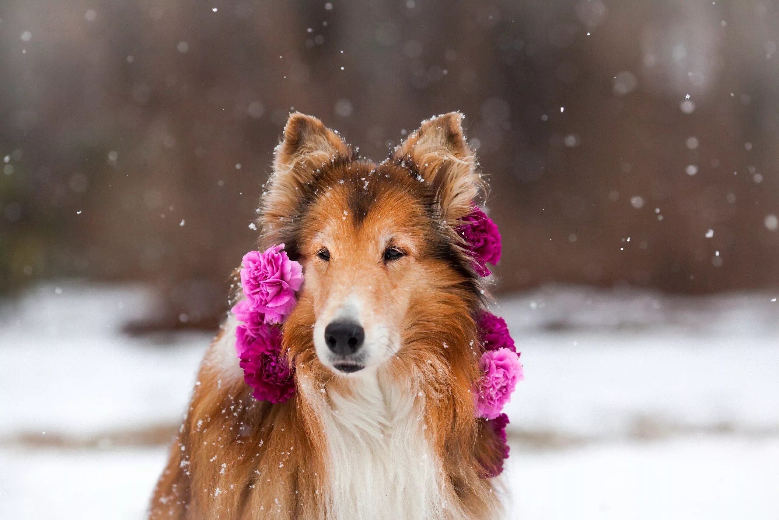 собака радуется снегу. собачка бернский зенненхунд. бигль собака щенок. собачка зимой. алабай золотистый ретривер.