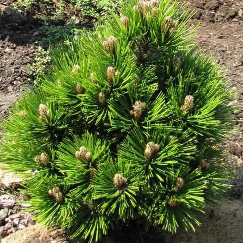 Сосна малинки. Сосна гельдрейха малинки. Сосна гельдрейха компакт джем. Сосна малинки. Сосна гельдрейха белокорая.