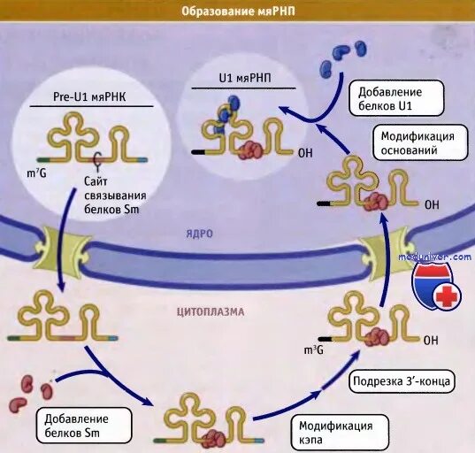 Малые ядерные РНК. МЯРНК функции. Строение малых ядерных РНК. МЯРНК (малая ядерная).