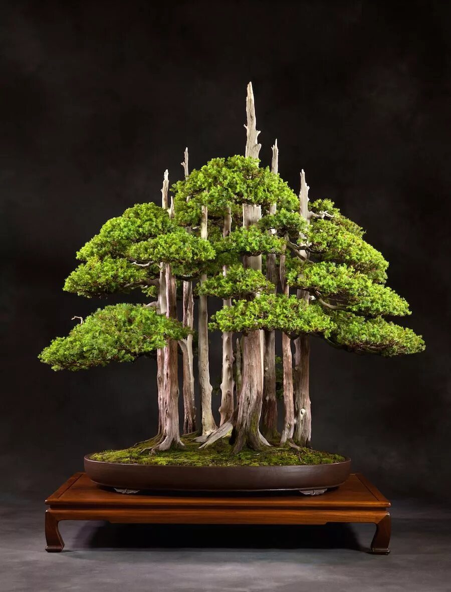 Tree ideas