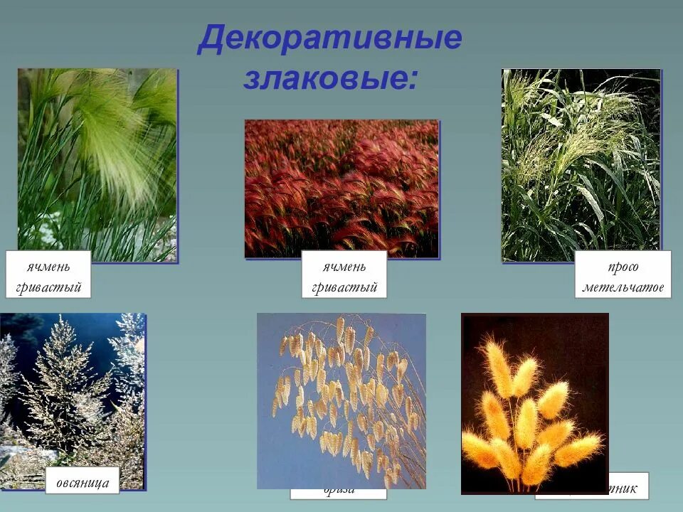 Приведите по три примера растений злаки. Злаки Мятликовые. Злаки Однодольные. Семейство однодольных злаки. Злаки Мятликовые представители.